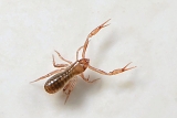pseudoschorpioen (Chtonius tetrachelatus) 78-2012 9692